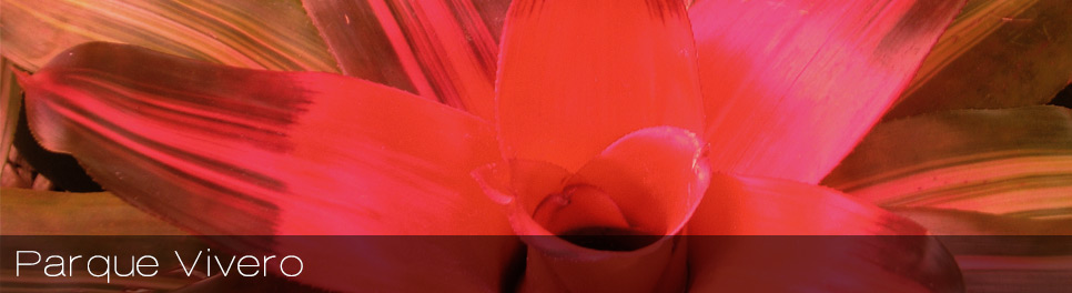Vivero
